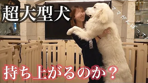 超大型犬と子供のキス 超大型犬と子供のキス