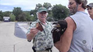 Decorah Eagle Nest: UPDATE