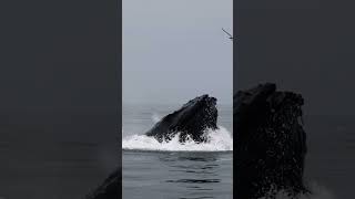 Humpback Lunge Feeding On Anchovies