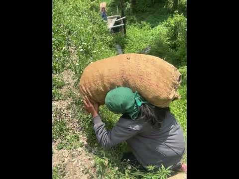 ￼￼ #Pahadi Logon ka struggle🥹 hard work, #reel, viral reel, #trending reel🫶🏻