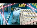 🐹🐶 Escape Maze With Traps Police Dog Hamster Pets 🐹 Series Hamster Stories 😱