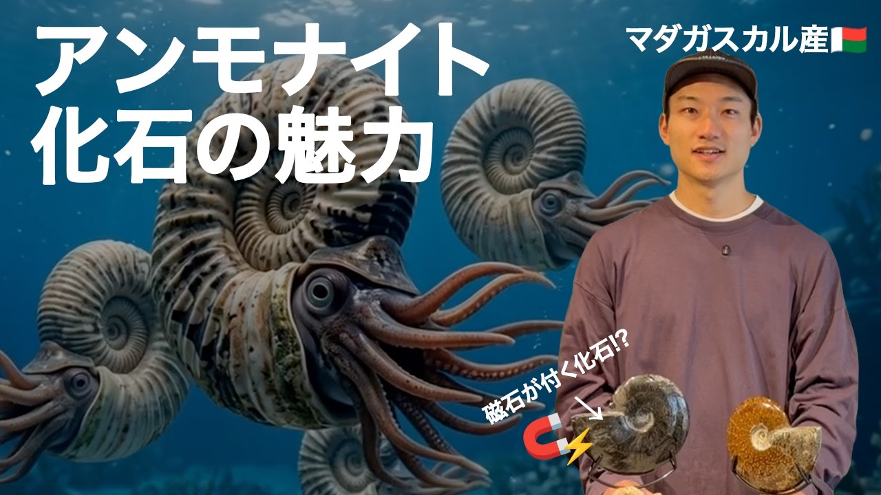 アンモナイト化石 (307) A Deep Dive into the Fascination of Ammonite Fossils! Featuring