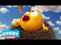 Where's Chicky? Funny Chicky 2021 |  CHICKY'S NEST | Chicky Cartoon in English for Kids