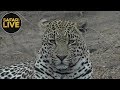 safariLIVE- Sunrise Safari - October 14, 2018