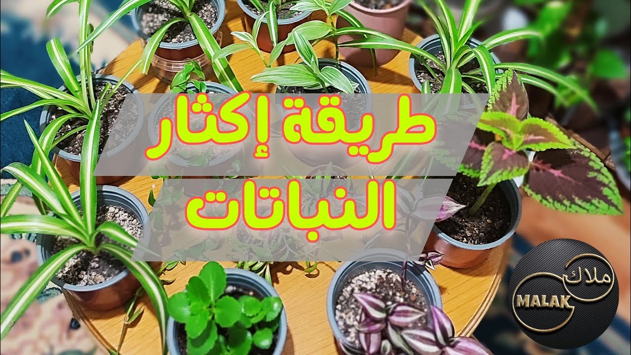 كيفية إكثار النباتات مع النتيجة النهائية || حولت هوايتي لمهنة