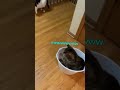 Cat Goes on Ride in Trash Bin