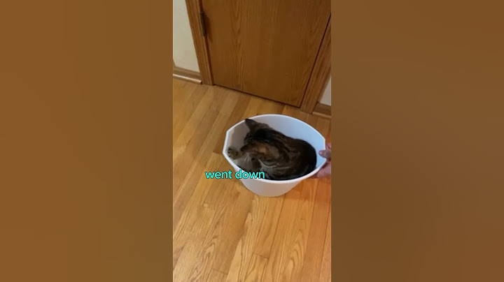 Cat Goes on Ride in Trash Bin