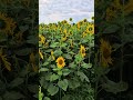 Little moments in a sunflower Garden🌻🌻#naturelovers#shorts#ytfeeds