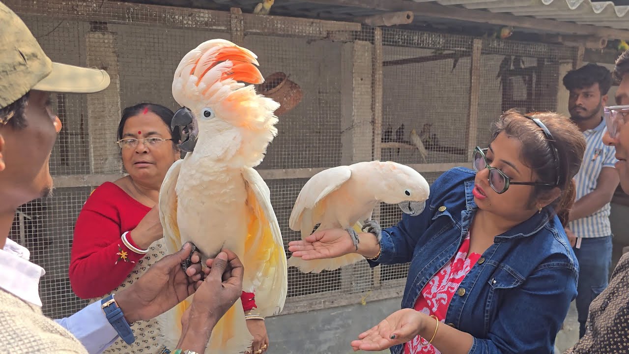 Best Exotic Bird Species As A Friend For Human.