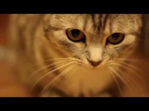 Video: Gato