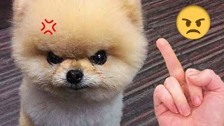 New Funny Animals 😅 Funniest Dogs And Cats Videos 2023🐶😺 # 14