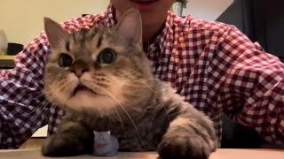 Jimbon Kucingnya Bang Dikta Mainan Tikus Mainan #kucing #cat by RINO PRIATAMA 268 views 1 month ago 3 minutes, 40 seconds