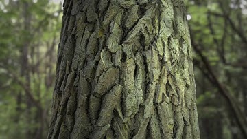 Oak tree bark 02 - seamless photogrammetry textur