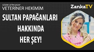 Sultan Papağanı Bakımı | Cinsiyet Ayrımı ve Beslenmesi Nasıl Yapılır?