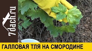 🌿 Галловая тля на смородине - опасный враг! - 7 дач