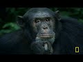 Diving into the Animal Kingdom | MEGA Episode | Nat Geo Animals