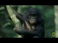 Diving into the Animal Kingdom | MEGA Episode | Nat Geo Animals