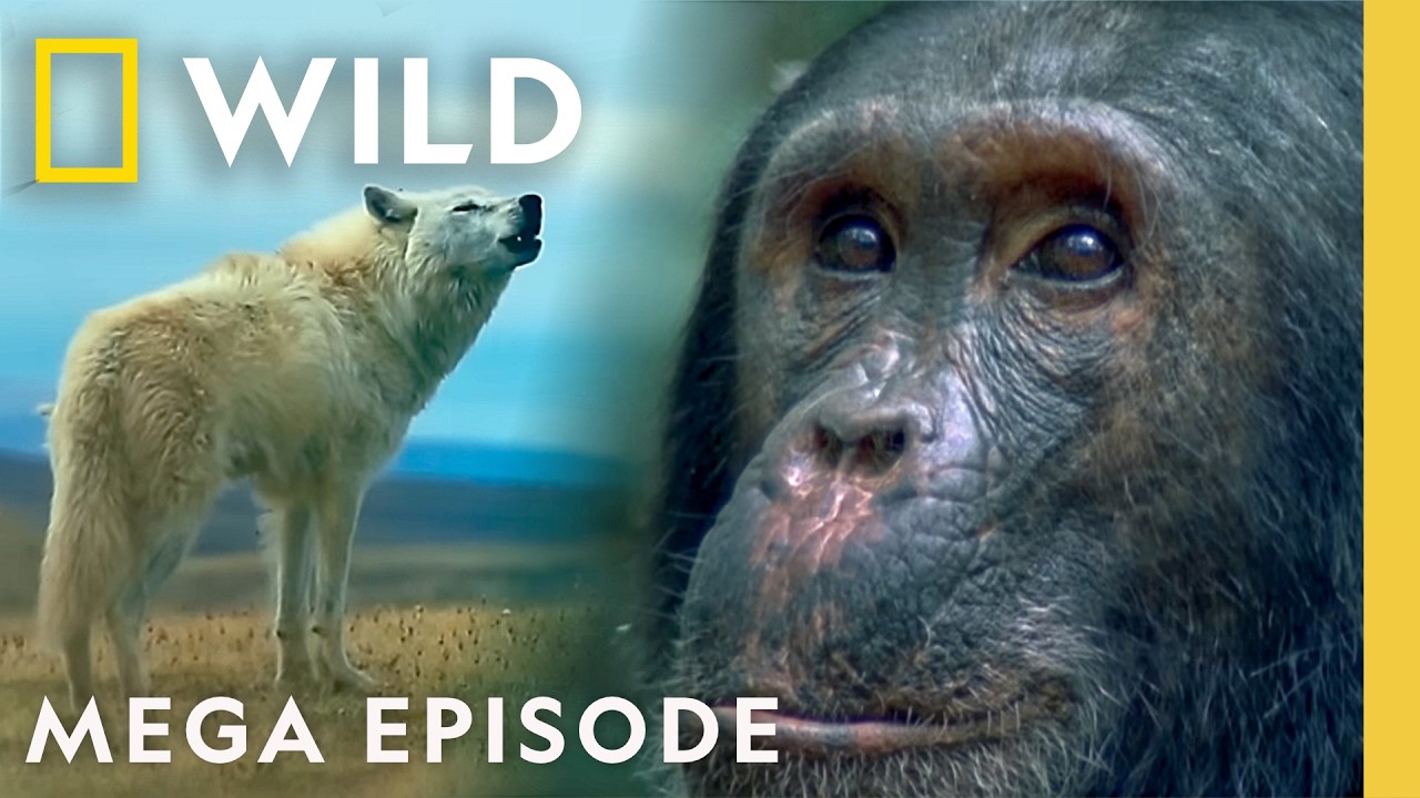Discovering the Hidden Wonders of the Animal Kingdom | MEGA Episode | Nat Geo Animals – Documentary