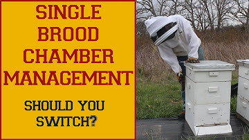 Single Brood Chamber Management: Why I Switched
