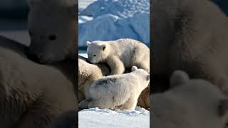 ​भालू का वीडियो | जंगल वीडियो | Bhalu ka video | Bear playing with cubs |Funny bear video | #shorts