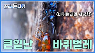 사탄도 울고 갈 광경·· 바퀴벌레를 세상에서 가장 고통스럽게 사냥하는 는쟁이벌을 소개합니다│다큐프라임│#골라듄다큐