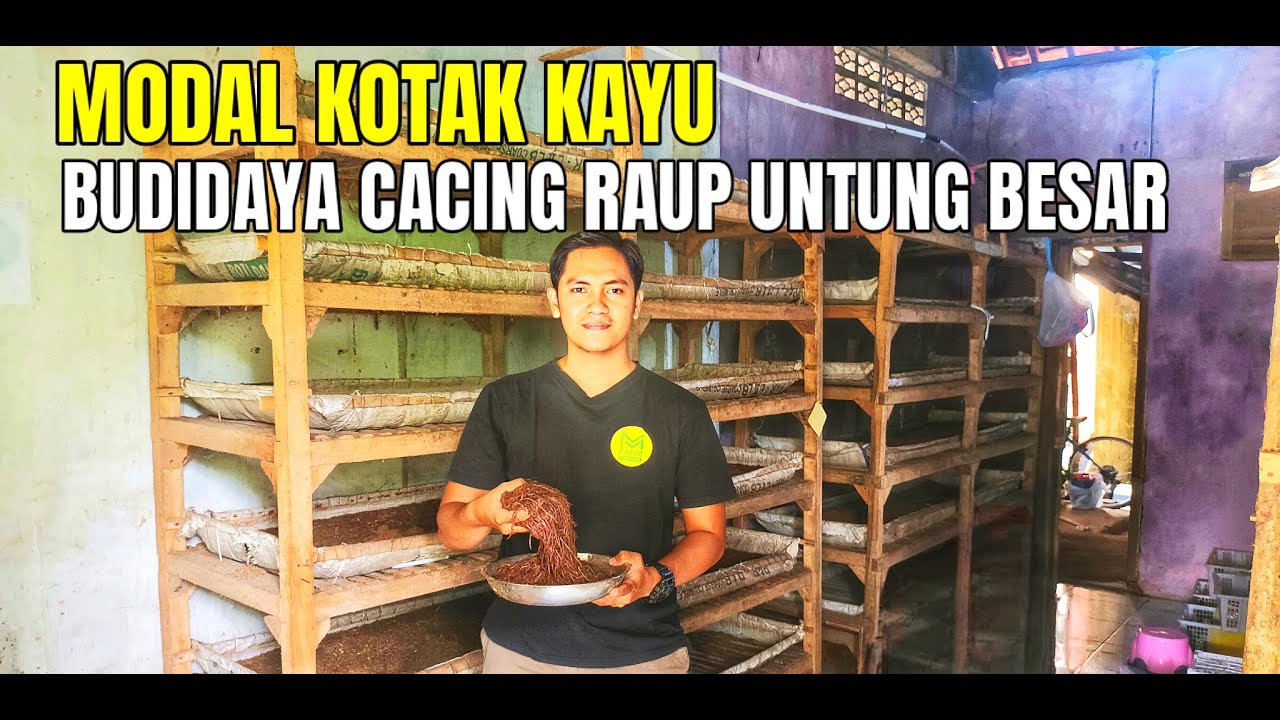 Budidaya Cacing Tanah Dengan Kotak Kayu Modal Kecil Untung Besar, Bisa Dicoba !!