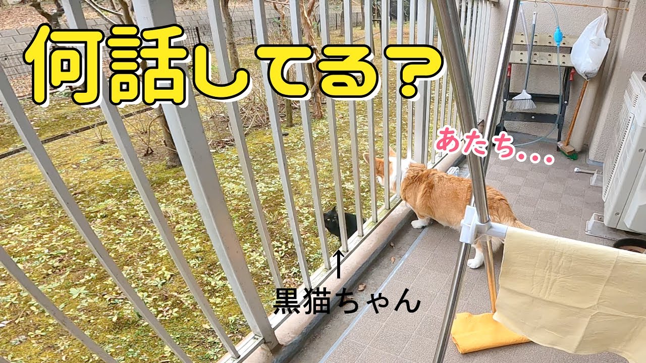 犬の翻訳アプリ使ってコーギーが猫に何話してるのか聞いてみたら斜め上の回答でした 笑 Youtube