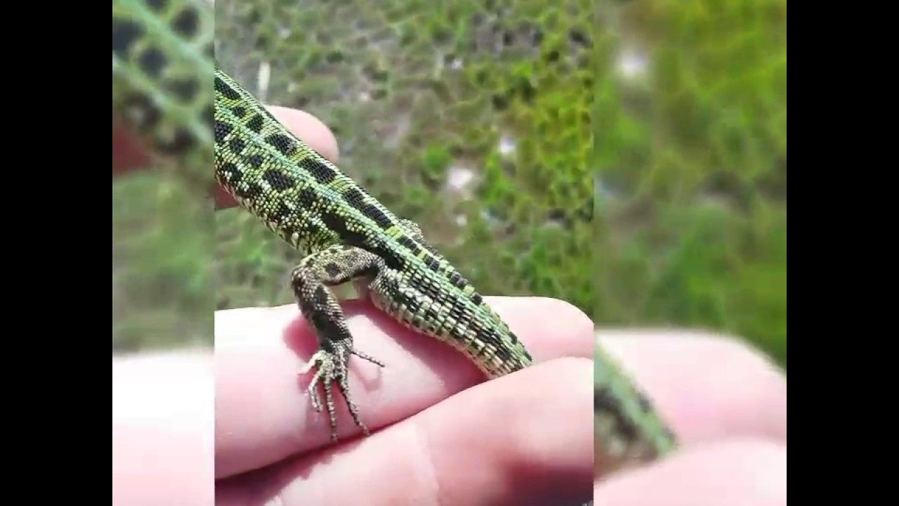 Ящерица на ауди