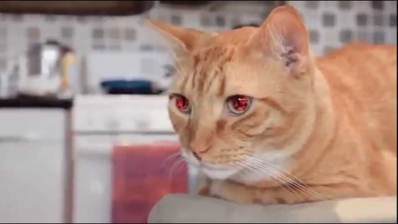 Cat laser eyes - YouTube.