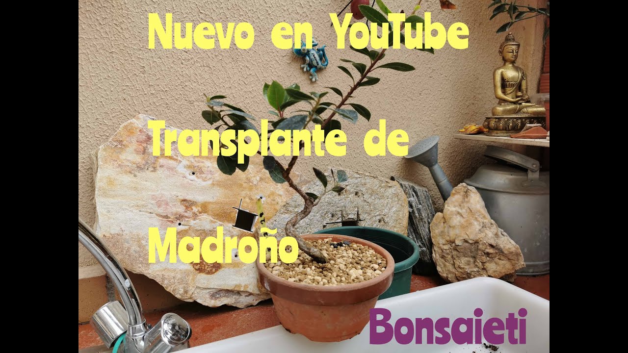 Transplante Madroño [Planton en maceta de entrenamiento]