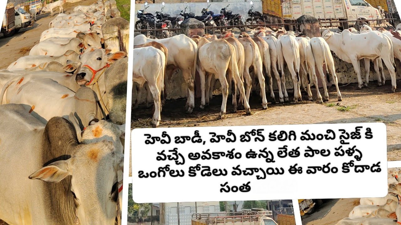 నవంబర్ 9 ఆదివారం హెవీ సైజ్ కి వచ్చే లేత దూడల బేరాలతో కోదాడ సంత #bullsmarket 