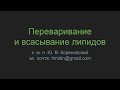 Переваривание и всасывание липидов HQ