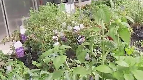 Best types of native Texas plants for shade | FOX 7 Austin