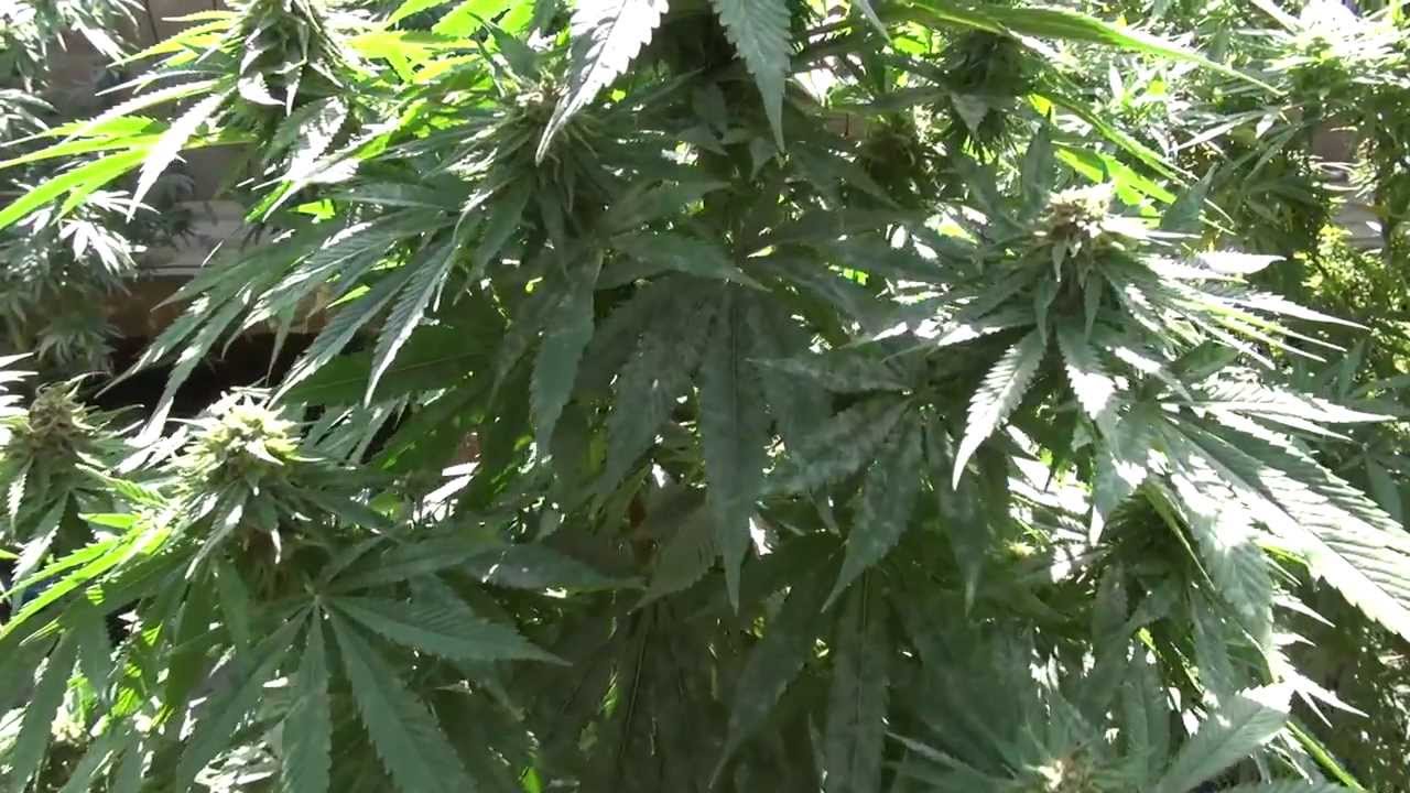 Harvest Pot On The Patio