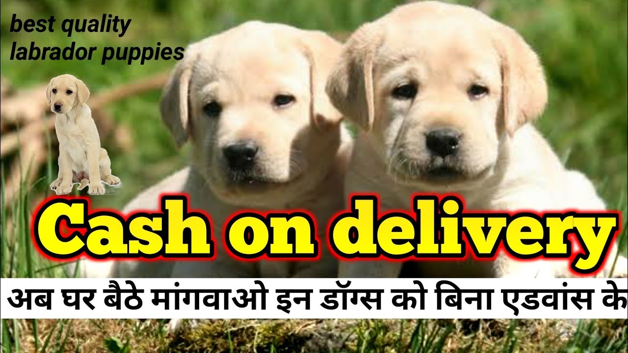 Cash on delivery labrador puppies for sale India's number 1 dog breed