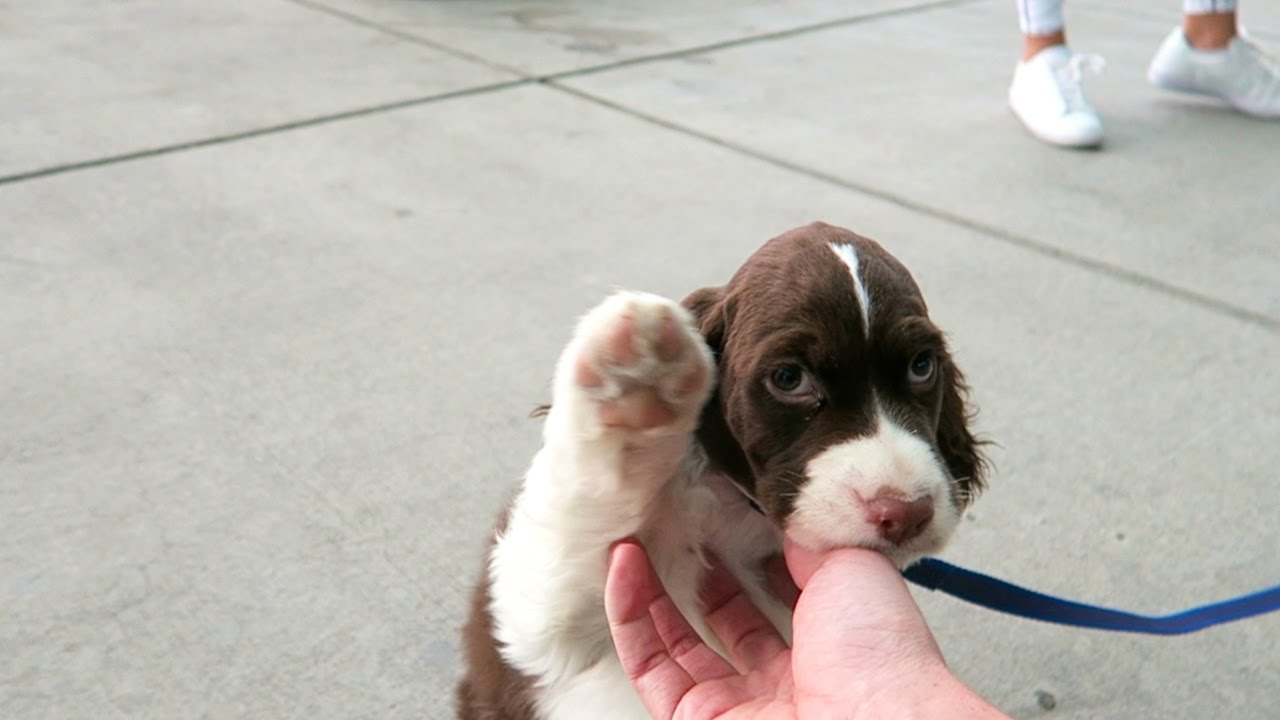 springer spaniel puppy