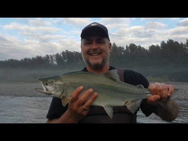 Great Pink Salmon Fly Fishing Trips in BC Canada 