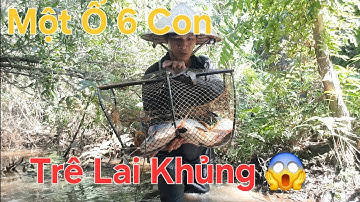 Thăm 1 Lờ Dô 6 Con Cá Trê Lai Khủng 😱 Trong Rừng Tràm Nước @TámCáVlog1979 