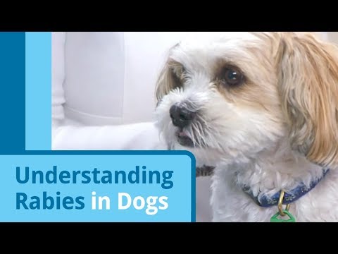 Video: Hoe krijgen honden hondsdolheid?