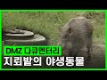 [자연 다큐멘터리] DMZ 1부 지뢰밭의 야생동물 (취재 연출 : 전영재 기자) Wild animals in the minefield