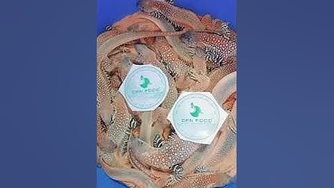 Đặc sản Dông cát Bình Thuận size lớn tại cửa hàng Dan Food, Phan Thiết, Zalo Dân - 0852 464 742