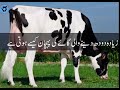 How To Identify Good Cows اچھی نسل کی گائے کی پہچان Faisalfarmlife