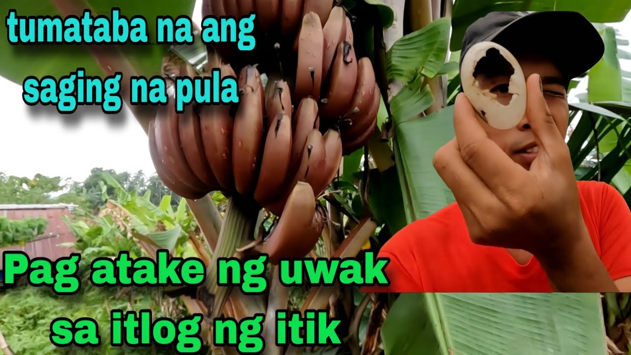 Saging Pula Update saging na pula at alagang bebe at itik - YouTube
