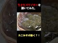 【カニみそが動き出す?!】生きのいいズワイガニをさばいてみた結果 !! #shorts