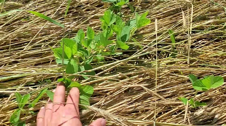 Organic soybeans into rye, vs full tillage, 30in vs 7.5in episode 2!