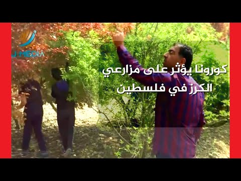 كيف تأثر موسم الكرز في بلدة كفرراعي الأكثر إنتاجا له بفلسطين بسبب كورونا