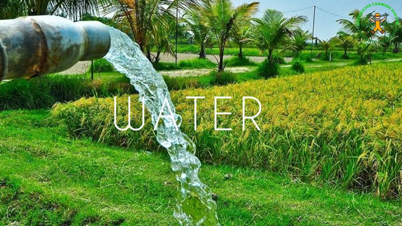 Water Management In Rice Field Rice Farming In The Philippines YouTube Water Management In Rice Field Rice Farming In The Philippines YouTube
