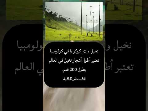 أطول أشجار نخيل العالم فسحة ثقافية اكسبلور 2024