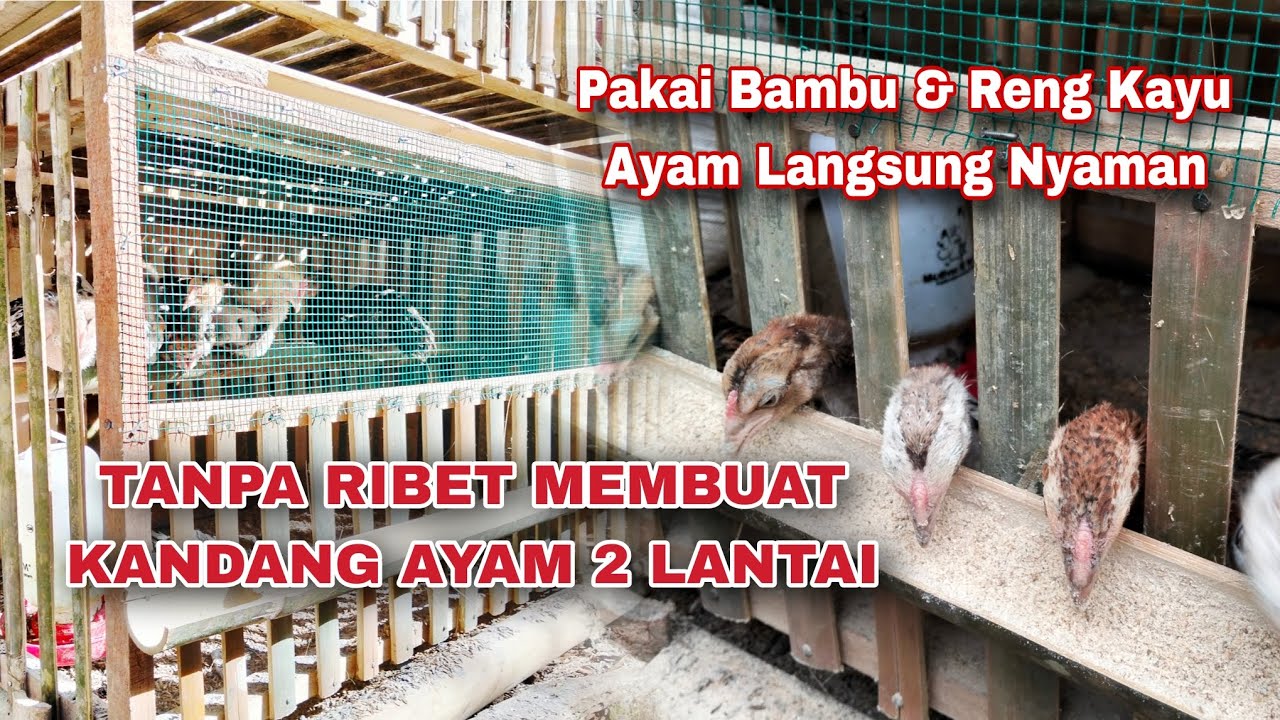 TANPA RIBET... MEMBUAT KANDANG AYAM 2 LANTAI HANYA PAKAI BAMBU DAN RENG KAYU