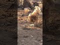 Mama Hen feeding chickens #animals #animallife #cutepet